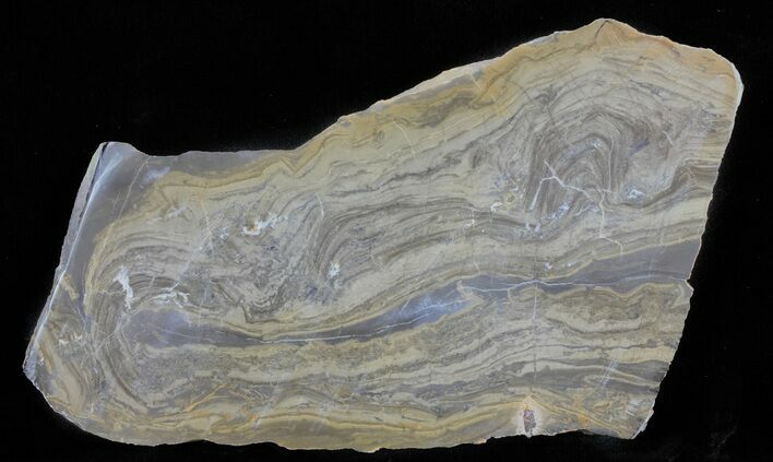 Devonian Stromatolite Slice - Orkney, Scotland #61079